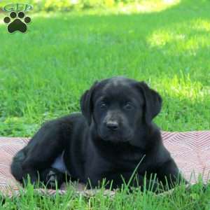 Kandace, Black Labrador Retriever Puppy