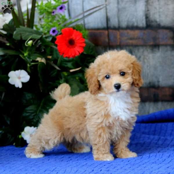 Kandy, Miniature Poodle Puppy