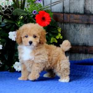 Kandy, Miniature Poodle Puppy