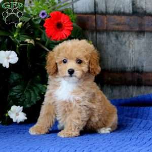 Kandy, Miniature Poodle Puppy