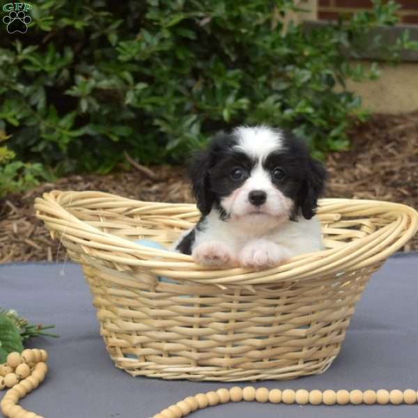 Karly, Cavachon Puppy