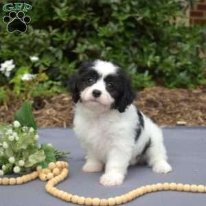 Karly, Cavachon Puppy