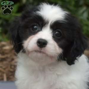 Karly, Cavachon Puppy