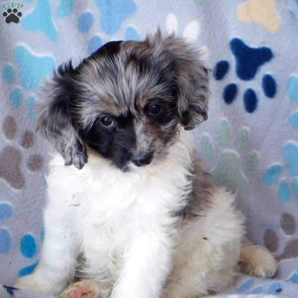 Karly, Cavapoo Puppy