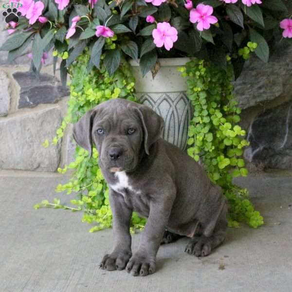 Karmen, Cane Corso Puppy