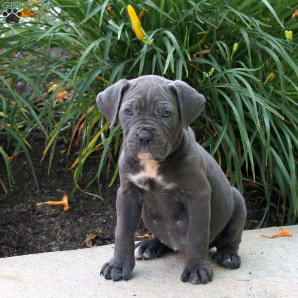 Karmen, Cane Corso Puppy