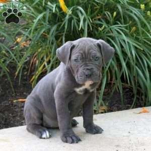 Karmen, Cane Corso Puppy