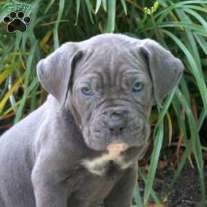 Karmen, Cane Corso Puppy