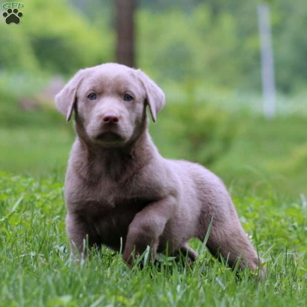 Karson, Silver Labrador Retriever Puppy