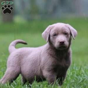 Karson, Silver Labrador Retriever Puppy