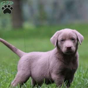 Karson, Silver Labrador Retriever Puppy