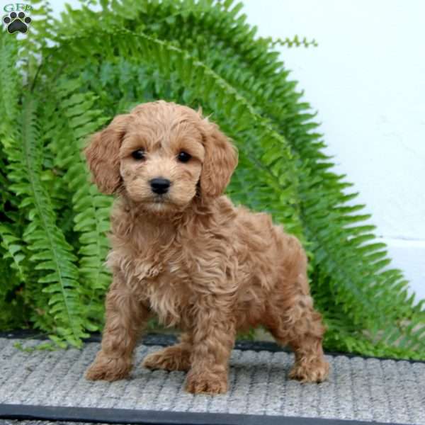 Karter, Cockapoo Puppy
