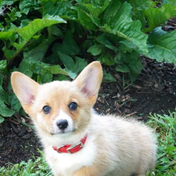 Jasmine, Pembroke Welsh Corgi Puppy