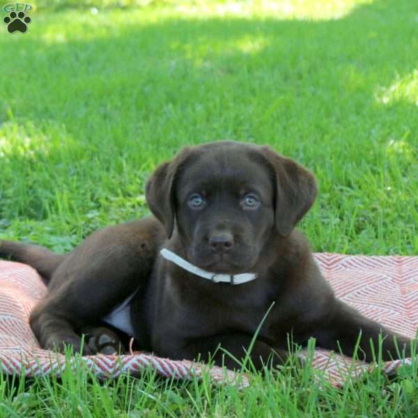 Kassidy, Chocolate Labrador Retriever Puppy