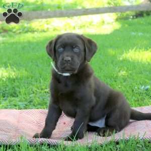 Kassidy, Chocolate Labrador Retriever Puppy
