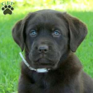 Kassidy, Chocolate Labrador Retriever Puppy