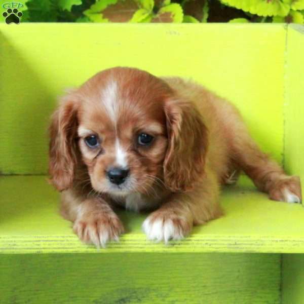 Katie, Cavalier King Charles Spaniel Puppy