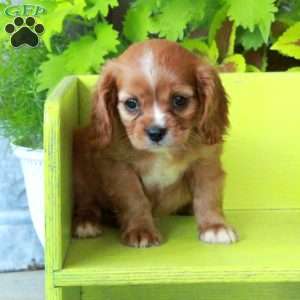 Katie, Cavalier King Charles Spaniel Puppy