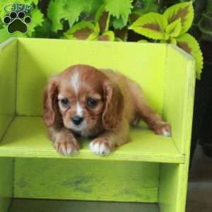Katie, Cavalier King Charles Spaniel Puppy