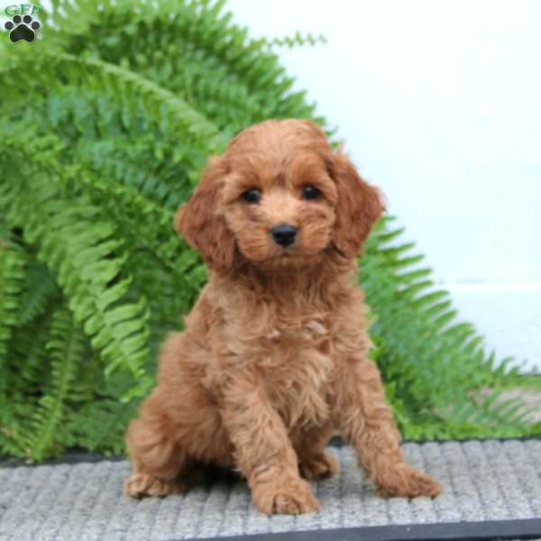 Katie, Cockapoo Puppy