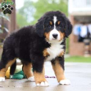 Katy, Bernese Mountain Dog Puppy
