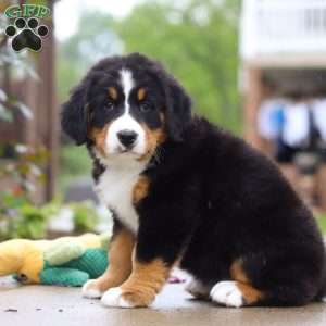 Katy, Bernese Mountain Dog Puppy