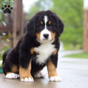 Katy, Bernese Mountain Dog Puppy
