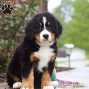 Katy, Bernese Mountain Dog Puppy