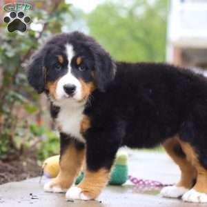 Katy, Bernese Mountain Dog Puppy