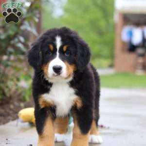 Katy, Bernese Mountain Dog Puppy