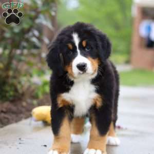 Katy, Bernese Mountain Dog Puppy
