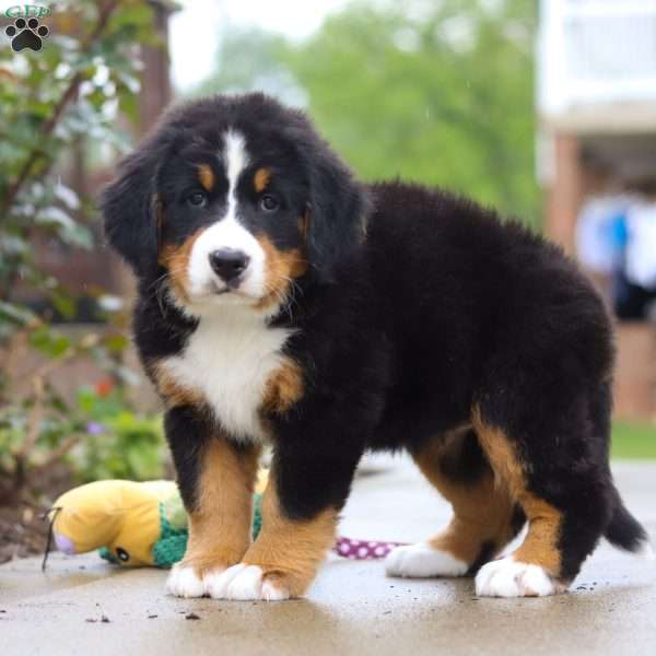 Katy, Bernese Mountain Dog Puppy
