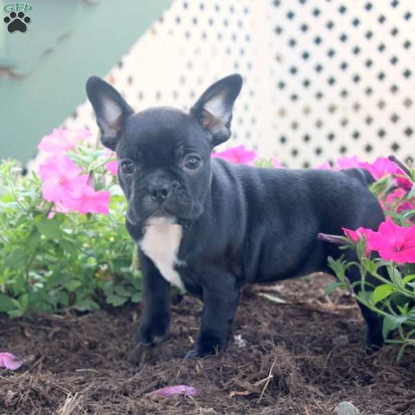 Kayla, Frenchton Puppy