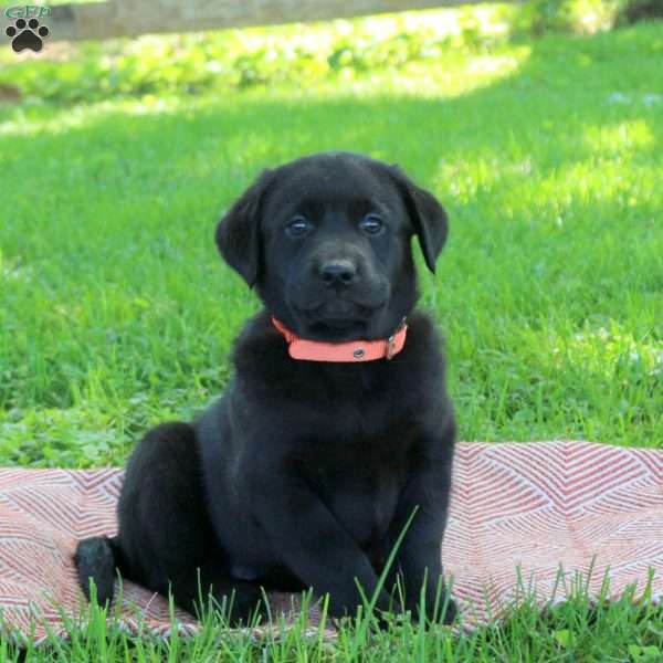 Kayla, Black Labrador Retriever Puppy