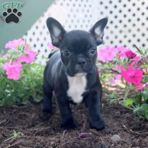 Kayla, Frenchton Puppy