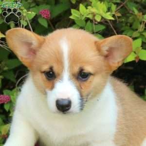 Kayla, Pembroke Welsh Corgi Puppy