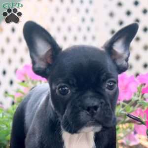 Kayla, Frenchton Puppy