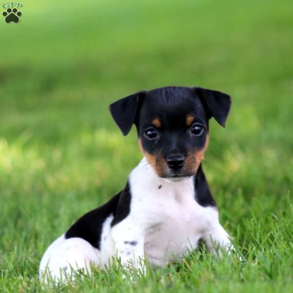 Kayla, Jack Russell Terrier Puppy