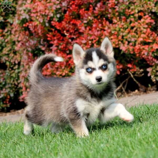 Kayla, Pomsky Puppy