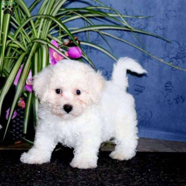 Kayla, Bichon Frise Puppy