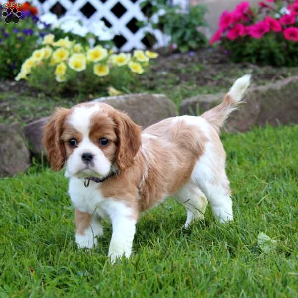 Kayla, Cavalier King Charles Spaniel Puppy
