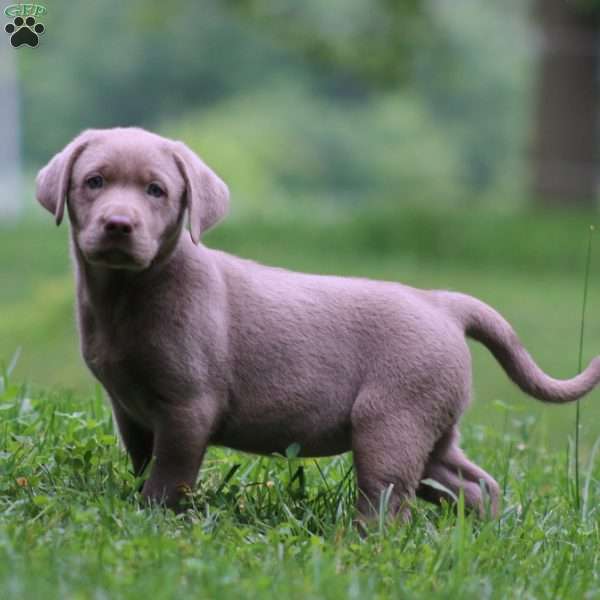 Kayla, Silver Labrador Retriever Puppy
