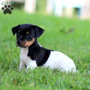 Kayla, Jack Russell Terrier Puppy