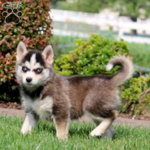 Kayla, Pomsky Puppy