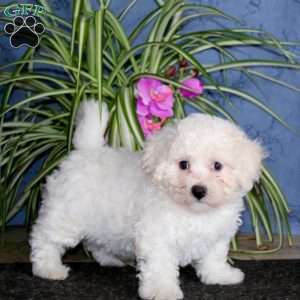Kayla, Bichon Frise Puppy