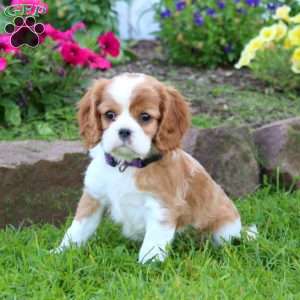 Kayla, Cavalier King Charles Spaniel Puppy
