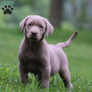 Kayla, Silver Labrador Retriever Puppy