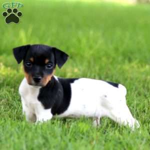 Kayla, Jack Russell Terrier Puppy