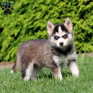 Kayla, Pomsky Puppy
