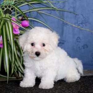 Kayla, Bichon Frise Puppy